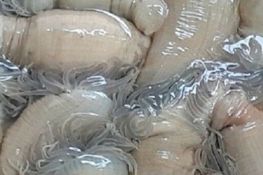 'Lộc trời' từng bị lãng quên, nay thành đặc sản được ví như 'thần dược biển' nhiều người săn lùng, giá 200.000 đồng/kg