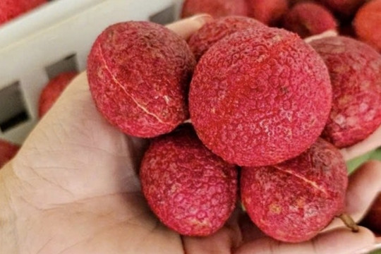 Xuất hiện hàng Việt đối đầu vải không hạt Trung Quốc, chất lượng một chín một mười, giá cũng 600.000 đồng/kg