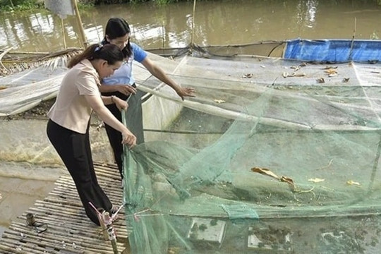 Nghỉ trồng lúa, nông dân Kiên Giang đem ruộng đi nuôi xen canh 2 loài vật, chỉ 3 tháng đã lãi bộn tiền