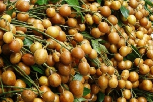 Loại quả nhỏ xíu, vị chua ngọt từng bị ngó lơ nay 'lên đời' thành vua trái cây mùa hè, giá gây bất ngờ