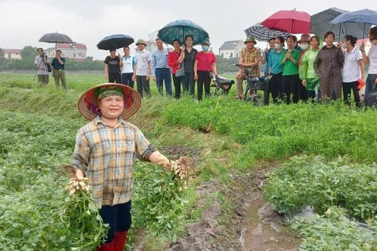 Nông dân Bắc Giang trồng cây ra củ , nhổ lên hạt chắc, năng suất lại cao: Bán rất được giá, cuộc sống ‘lên đời’ từ đây