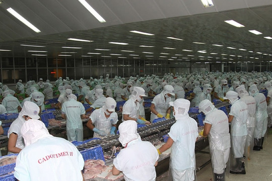 Doanh nghiệp thủy sản 'rỗng ruột' sau 10 năm, loạt ngân hàng dài cổ chờ thu hồi vốn