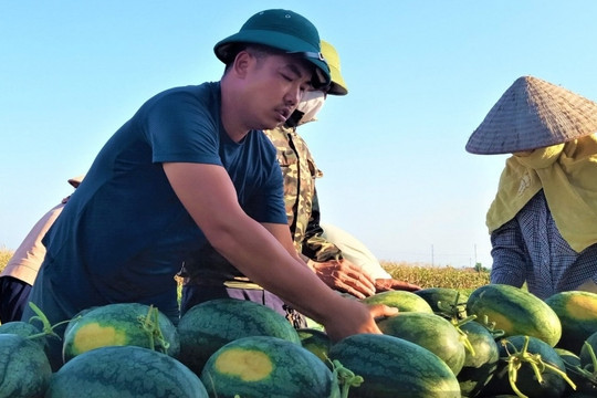 Nông dân Hải Phòng bỏ lúa chuyển sang trồng ‘vua trái cây’: Năm nay được mùa bán 23.000 đồng/kg, thương lái nườm nượp gom hàng