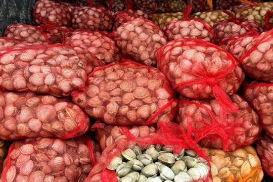 Chặn đứng gần 17 tấn ngao, hàu không rõ nguồn gốc từ Móng Cái trước khi tràn vào nội địa