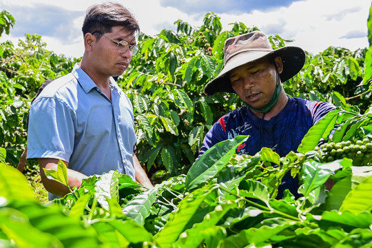 Chỉ mất 6 tháng, cà phê Việt đã làm được điều chưa từng có