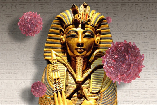 Từng bị gắn với 'lời nguyền Pharaoh', loài nấm tử thần này bất ngờ hé lộ khả năng tiêu diệt tế bào ung thư