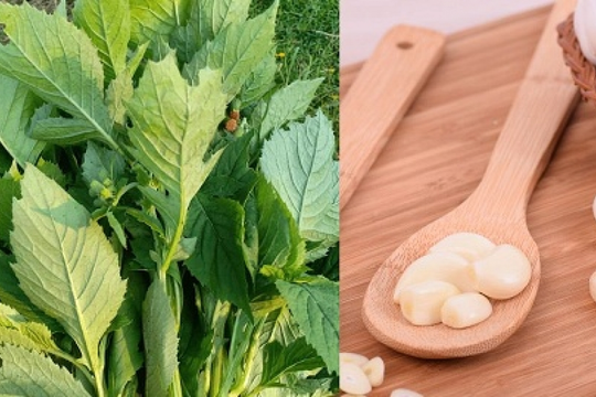 Từ cây dại ven đường thành đặc sản 'lên mâm' phố thị: Bán tới 50.000 đồng/kg, hương vị lạ khó quên