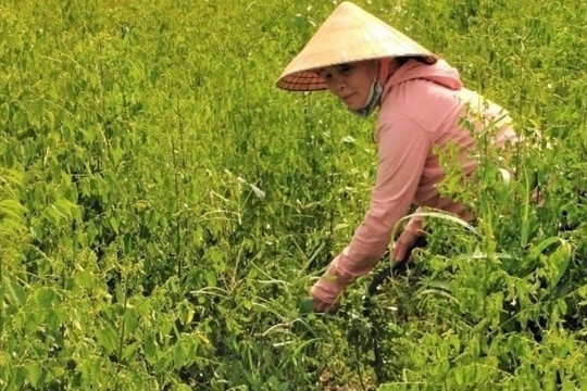 Nông dân TP.HCM trồng thứ rau chỉ cần tưới ít nước mọc tua tủa, mùa hè ăn thanh mát: Chỉ 4 sào đã đổi đời, tiền tiêu rủng rỉnh