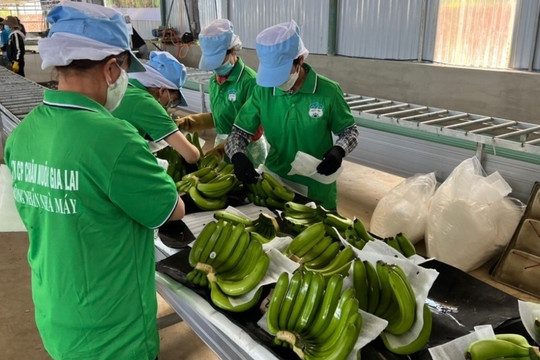 Từng ‘ôm’ nợ hơn 4.228 tỷ, bầu Đức giờ thu tiền tỷ nhờ mô hình '4 cây – 1 con': Có quả bán 140.000 đồng, Nhật đặt mua hết