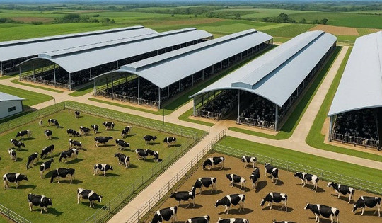 Lâm Đồng sẽ có thêm khu chăn nuôi bò sữa lớn nhất tỉnh, quy mô hơn 8.000 tỷ