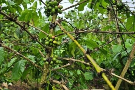 5,5ha cà phê vàng lá, rụng quả, chết cành bất thường sau bón phân, chủ vườn Lâm Đồng cầu cứu chính quyền