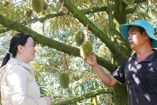 Nông dân Đồng Nai từng bị 'gièm pha' vì bán vàng trồng ‘cây tỷ đô’, nay 'phất lên như diều gặp gió', lợi nhuận 2 tỷ đồng/năm