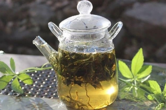 Bất ngờ trước công dụng của 'nhân sâm phương Nam', uống đều đặn giúp gan khỏe mạnh, chống lão hóa gấp 8 lần trà xanh, hàng tươi chỉ từ 5.000 đồng/kg