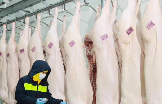 Vụ Công ty C.P. bị ‘tố’ bán heo bệnh: Công an điều tra động cơ phát tán vụ việc