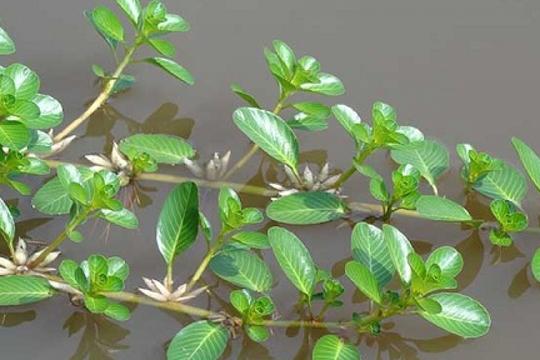 Từng mọc hoang ven ruộng, loại rau này nay 'lên đời' thành đặc sản: Vào thực đơn nhà hàng sang trọng, giá tới 90.000 đồng/kg