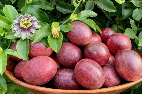 Một 'sản vật' triệu đô khiến thị trường khó tính cũng phải mê: Sản lượng 200.000 tấn/năm, Việt Nam là nước trồng nhiều nhất thế giới