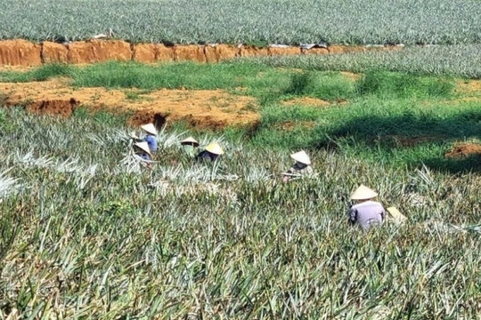 Nông dân Ninh Bình trồng loại cây ra quả hương thơm ngát, vỏ vàng đẹp, vị ngon giòn: Vừa được mùa lại được giá, bán lãi 300 triệu đồng/1ha