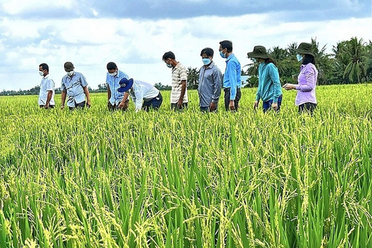 Hơn 5.200 tỷ đồng vốn tín dụng ngân hàng đã đến tay nông dân