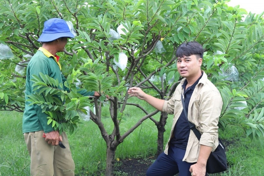 Nông dân Tây Ninh từ trai làng ‘đổi đời’ nhờ trồng quả có vị chua nhẹ lại rất thơm ngon: Du khách nô nức tới thăm, ‘chụp lấy chụp để’