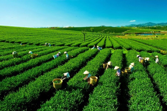 Tập đoàn 100 năm của Nhật khai phá 'mỏ vàng xanh' của Việt Nam, phát triển sản phẩm 'chuẩn Nhật, giá Việt'