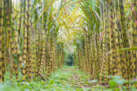 TTC AgriS muốn mở rộng vùng nguyên liệu mía tại Gia Lai lên 25.500ha