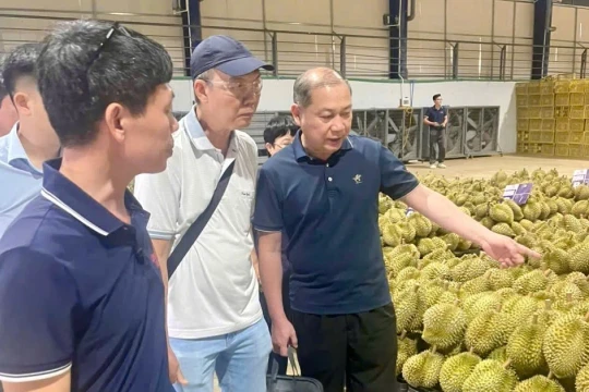 Chuyên gia Trung Quốc giám sát vùng trồng sầu riêng Lâm Đồng