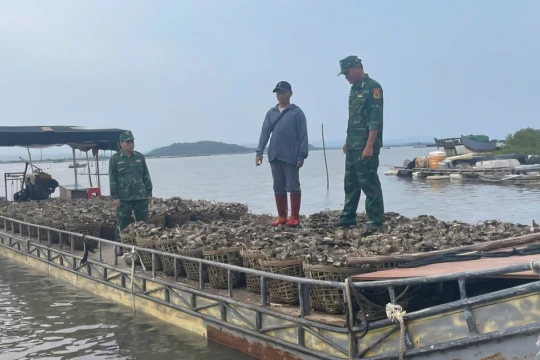 Hàu nhập lậu giá rẻ ‘tấn công’ Quảng Ninh