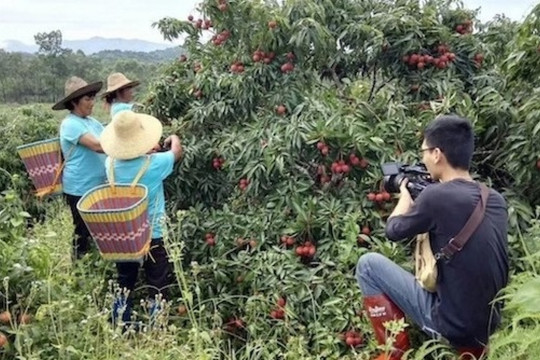 Trúng mùa 3,65 triệu tấn vải, nông dân Trung Quốc buông xuôi vì giá nhân công cao hơn giá bán