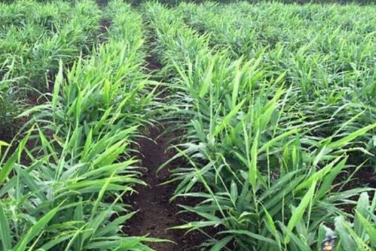 6 tháng thu về gần 40 triệu USD: Cây gia vị vùi sâu dưới lòng đất, 'ăn nên làm ra' khiến 110 doanh nghiệp Việt lao vào cuộc đua xuất khẩu