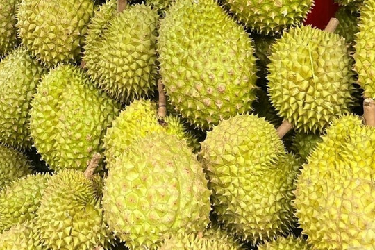 Sầu riêng phục hồi, dừa, xoài, chanh leo tăng tốc: Ngành rau quả đón tin vui lớn