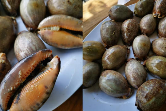 Đặc sản 'trời ban' ở biển Việt có tên thú vị, ăn giòn dai, thơm ngon giá lại hợp túi tiền