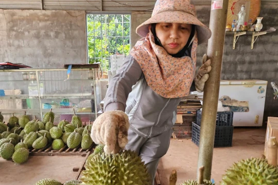 Sầu riêng rớt giá do... ông trời