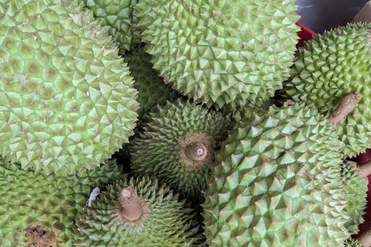 Sầu riêng lại ồ ạt xuất sang Trung Quốc nhờ cách làm mới, người trồng có lãi