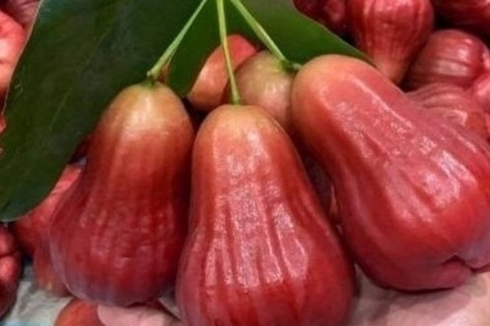 Nông dân miền Tây biến cù lao nghèo thành 'vương quốc mận hồng': Giống không thuốc, 2 lần bao trái, lọt vào thực đơn giới sành ăn với giá 230.000 đồng