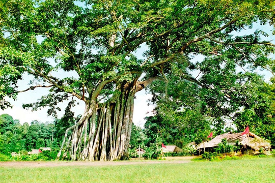 Ngôi làng duy nhất ở Việt Nam không có liệt sĩ dù hàng trăm người ra trận, từng là nơi ở và làm việc của Bác Hồ, Đại tướng Võ Nguyên Giáp