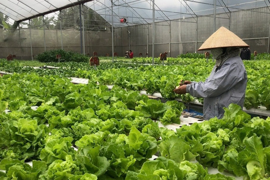 Nông dân Hải Phòng trồng loại rau ‘thần tốc’ theo công nghệ Israel: 30 ngày thu hoạch lại đem lại thu nhập cao, cuộc sống ‘lên đời’ từ đây