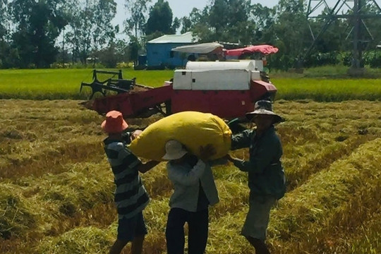 Nông dân Đồng Tháp từng trăn trở trước nỗi vất vả, nay ‘ăn nên làm ra’ nhờ bước chuyển mình: Trồng lúa giờ nhàn tênh, thu nhập tiền tỷ lại ‘giúp người