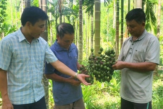 Trồng loại cây không tốn công - ít sâu bệnh - vốn đầu tư thấp trên đất cằn, nông dân Thanh Hóa nhẹ nhàng thu 700 triệu đồng mỗi năm