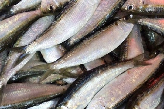 Gặp 2 loại cá này ở chợ, đừng bò qua: Dinh dưỡng chẳng kém cá hồi, ngon mà giá lại rẻ