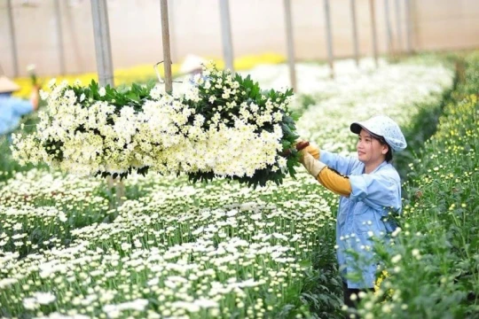 Lá tre bỗng dưng đắt khách, loài hoa dân dã trở thành 'ngôi sao'