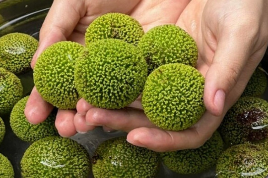 Loại quả mọc bờ rào xưa không ai ngó ngàng, nay 'lên đời' thành đặc sản được người thành phố ưa chuộng, có tiền khó mà mua