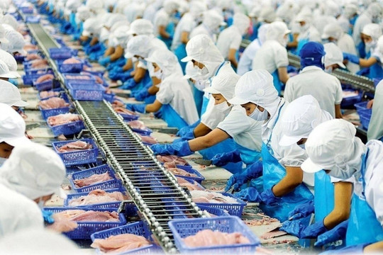 Thủy sản IDI lãi tăng bằng lần, vì sao cổ phiếu vẫn dưới mệnh giá?