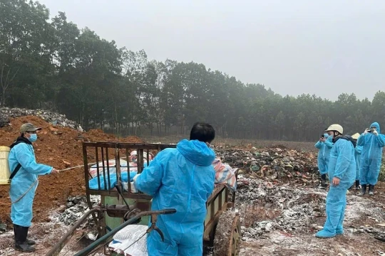 Thanh Hóa: Dịch tả lợn Châu Phi xuất hiện tại 61 xã, phường và nguy cơ lan rộng