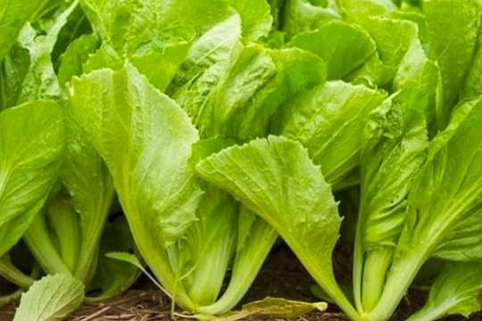 Loại rau xưa mọc đầy vườn chẳng ai ăn, nay ví ‘nhân sâm nhà nghèo’: Giàu dinh dưỡng lại giúp hỗ trợ điều trị bệnh, giá chỉ 3.000 đồng/1 mớ