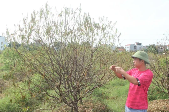 Hơn 38ha cây đào ở Thanh Hóa đồng loạt chết rũ
