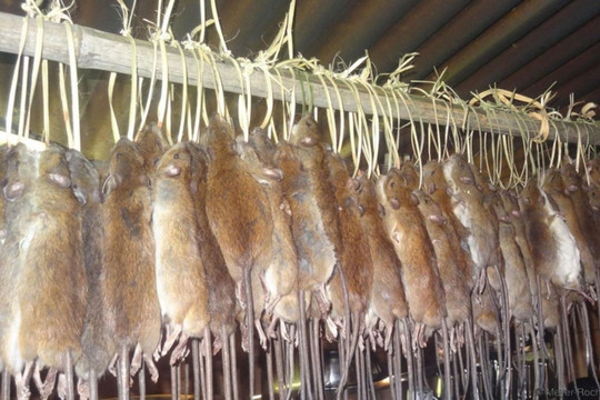 Rúng động: Phanh phui đường dây dùng thịt chuột và động vật hoang dã giả mạo thịt cừu để bán ra thị trường, xử phạt hơn 900 đối tượng