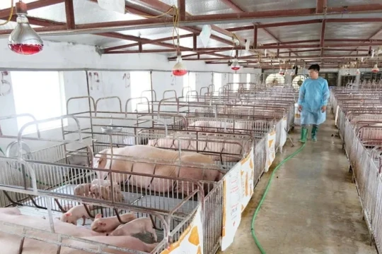 Chủ tịch Hà Nội yêu cầu xử lý nghiêm hành vi tiêu thụ, vứt xác lợn nhiễm dịch