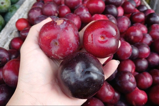 Mận cherry Trung Quốc giá 'siêu rẻ' chỉ bằng 1/10 hàng Chile