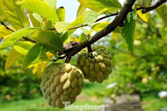 Mất mùa na đặc sản, nông dân Hải Phòng thất thu tiền tỷ