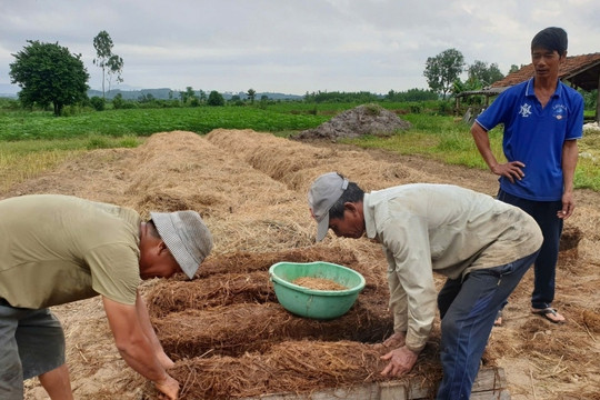 Nông dân Đắk Lắk mới chất đống thứ này ngoài ruộng, rất giàu dinh dưỡng nên bán rất được giá: Vừa sạch đồng vừa tăng thêm thu nhập